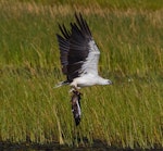 White-bellied sea eagle. Adult carrying catfish. Mareeba Wetlands, Atherton Tableland, Queensland, Australia, December 2016. Image © Imogen Warren by Imogen Warren.