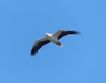 White-bellied sea eagle. Adult. Diamond Head, New South Wales, Australia, October 2014. Image © Alan Tennyson by Alan Tennyson.