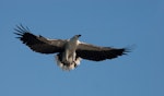 White-bellied sea eagle. Adult in flight. Kakadu National Park, Northern Territory, Australia, May 2007. Image © Sonja Ross by Sonja Ross.