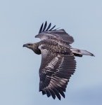 White-bellied sea eagle. Juvenile in flight. Mareeba Wetlands, December 2016. Image © Imogen Warren by Imogen Warren.