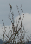 White-bellied sea eagle. Two birds at roost. Hasties Swamp, Queensland, Australia, July 2013. Image © Alan Tennyson by Alan Tennyson.