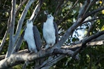 White-bellied sea eagle. Adult pair at roost. Ord River, Kununurra, Kimberley, Western Australia, August 2014. Image © Roger Smith by Roger Smith.