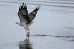 White-bellied sea eagle. Adult catching a fish. Kalgan River, Albany, Western Australia, March 2015. Image © Tony Hill by Tony Hill.