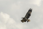 White-bellied sea eagle. Immature with crab, in flight. Buckley's Hole, Bribie Island, Queensland, January 2018. Image © Oscar Thomas by Oscar Thomas.