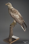 White-bellied sea eagle. Only New Zealand specimen. Specimen registration no. OR.001341; image no. MA_I128374. possibly New Zealand. Image © Te Papa.