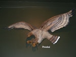 Haast's eagle. Model in Canterbury Museum. Image © Alan Tennyson & Canterbury Museum by Alan Tennyson.