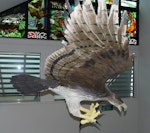 Haast's eagle. Model made by Richard de Hamel in Nelson Museum. Image © Alan Tennyson by Alan Tennyson.