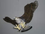 Haast's eagle. Model made by Richard de Hamel in Nelson Museum. Image © Alan Tennyson by Alan Tennyson.