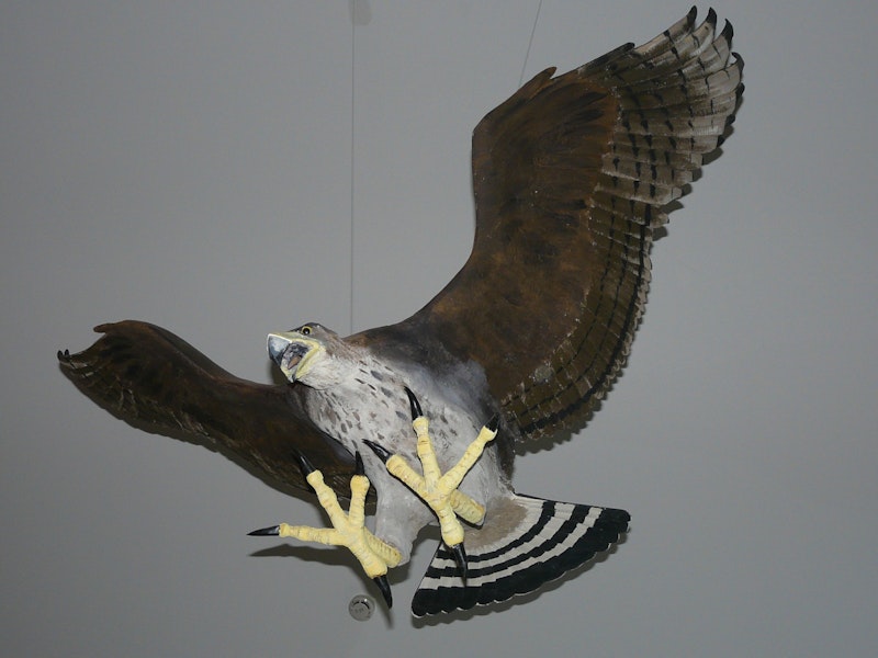 Haast's eagle. Model made by Richard de Hamel in Nelson Museum. Image © Alan Tennyson by Alan Tennyson.