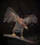 Haast's eagle. Model at Zealandia. Image © Alan Tennyson & Zealandia by Alan Tennyson.