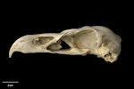 Haast's eagle. Skull. Te Papa S.022473. Honeycomb Hill Caves, Northwest Nelson, January 1983. Image © Te Papa by Te Papa.