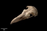 Haast's eagle. Skull. Te Papa S.022473. Honeycomb Hill Caves, Northwest Nelson, January 1983. Image © Te Papa by Te Papa.