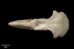 Haast's eagle. Skull. Te Papa S.022473. Honeycomb Hill Caves, Northwest Nelson, January 1983. Image © Te Papa by Te Papa.