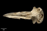 Haast's eagle. Skull (ventral). Te Papa S.022473. Honeycomb Hill Caves, Northwest Nelson, January 1983. Image © Te Papa by Te Papa.