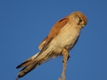 Nankeen kestrel. Adult female looking for prey. Canberra, Australia., September 2017. Image © R.M. by R.M..