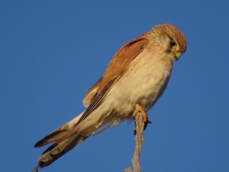 Nankeen kestrel. Adult female looking for prey. Canberra, Australia., September 2017. Image © R.M. by R.M..