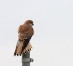 Nankeen kestrel. Adult female perched bird with tail spread, rear view. Western Treatment Plant, Werribee, Victoria, Australia, July 2008. Image © Sonja Ross by Sonja Ross.