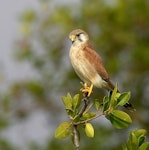 Nankeen kestrel. Adult male perched. Townsville, Queensland, Australia, July 3006. Image © Sonja Ross by Sonja Ross.