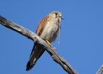 Nankeen kestrel. Adult male with robust striped skink. Canberra, December 2017. Image © R.M. by R.M..