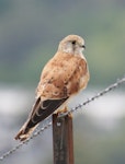 Nankeen kestrel. Adult female. Canberra, Australia, January 2016. Image © RM by RM.