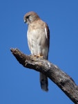 Nankeen kestrel. Immature. Canberra, Australia, April 2017. Image © R.M. by R.M..