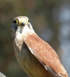 Nankeen kestrel. Adult male (trained/captive bird). Raptor Domain, Kangaroo Island, Australia, September 2013. Image © Alan Tennyson by Alan Tennyson.