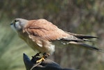 Nankeen kestrel. Adult male (trained/captive bird). Raptor Domain, Kangaroo Island, Australia, September 2013. Image © Alan Tennyson by Alan Tennyson.