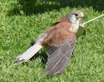 Nankeen kestrel. Adult male (trained/captive bird). Raptor Domain, Kangaroo Island, Australia, September 1920. Image © Alan Tennyson by Alan Tennyson.