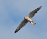 Nankeen kestrel. Adult in flight. Urambi Hills Reserve, Canberra, Australian Capital Territory, March 2016. Image © Glenn Pure 2016 birdlifephotography.org.au by Glenn Pure.