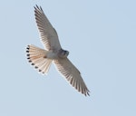 Nankeen kestrel. Adult in flight. Urambi Hills Reserve, Canberra, Australian Capital Territory, March 2016. Image © Glenn Pure 2016 birdlifephotography.org.au by Glenn Pure.