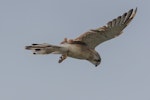 Nankeen kestrel. Adult male, hovering in strong wind, looking for prey. Norfolk Island, January 2017. Image © Imogen Warren by Imogen Warren.