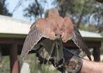 Nankeen kestrel. Adult male, dorsal view (trained/captive bird). Raptor Domain, Kangaroo Island, Australia, September 2013. Image © Alan Tennyson by Alan Tennyson.