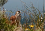 Nankeen kestrel. Adult female hunting on sand dunes. Quinns Beach, Perth, WA, December 2017. Image © Marie-Louise Myburgh by Marie-Louise Myburgh.