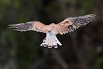 Nankeen kestrel. Adult male, hovering in strong wind, looking for prey. Norfolk Island, January 2017. Image © Imogen Warren by Imogen Warren.