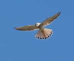 Nankeen kestrel. Female or juvenile hovering. Urambi Hills Reserve, Canberra, Australian Capital Territory, March 2016. Image © Glenn Pure 2016 birdlifephotography.org.au by Glenn Pure.