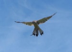 Nankeen kestrel. Adult male hovering (trained/captive bird). Raptor Domain, Kangaroo Island, Australia, September 2013. Image © Alan Tennyson by Alan Tennyson.