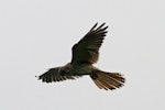 Nankeen kestrel. Adult female hovering. Norfolk Island, March 2011. Image © Duncan Watson by Duncan Watson.