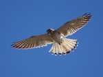 Nankeen kestrel. Adult female hovering, facing into the breeze. Canberra, Australia., October 2017. Image © R.M. by R.M..