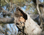 Nankeen kestrel. Adult male at nesting hollow with two chicks. Canberra, Australia, November 2015. Image © RM by RM.