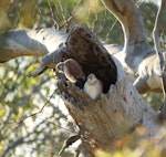 Nankeen kestrel. Two juveniles, close to fledging. Waiting at mouth of nesting hollow to be fed by adult. Canberra, Australia, December 2015. Image © RM by RM.