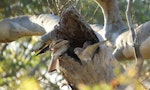 Nankeen kestrel. Dominant juvenile (right) begging for food from adult male (left). Canberra, Australia, December 2015. Image © RM by RM.