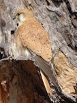 Nankeen kestrel. Adult female. Canberra, Australia, September 2017. Image © R.M. by R.M..