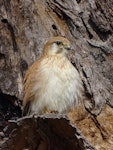 Nankeen kestrel. Adult female. Canberra, Australia, September 2017. Image © R.M. by R.M..