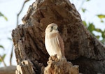 Nankeen kestrel. Juvenile. Canberra, Australia, December 2015. Image © RM by RM.