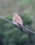 Nankeen kestrel. Female or immature perched. Near Kaitaia, August 2012. Image © Detlef Davies by Detlef Davies.