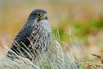 New Zealand falcon | Kārearea. Adult southern falcon. Auckland Islands, February 2008. Image © Craig McKenzie by Craig McKenzie.