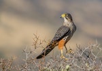 New Zealand falcon | Kārearea. Adult male perched in matagouri. Arthur's Pass, May 2018. Image © Kathy Reid by Kathy Reid.