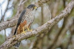 New Zealand falcon | Kārearea. Adult male (southern form). Enderby Island, Auckland Islands, January 2016. Image © Tony Whitehead by Tony Whitehead.