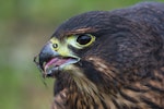 New Zealand falcon | Kārearea. Immature, feeding. Te Anau marina, September 2017. Image © Anja Köhler by Anja Köhler.