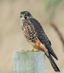 New Zealand falcon | Kārearea. Subdult. Katiki Point, Moeraki, May 2017. Image © Les Feasey by Les Feasey.